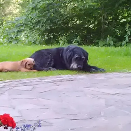 Unterschwabegghof Διαμέρισμα Werfen